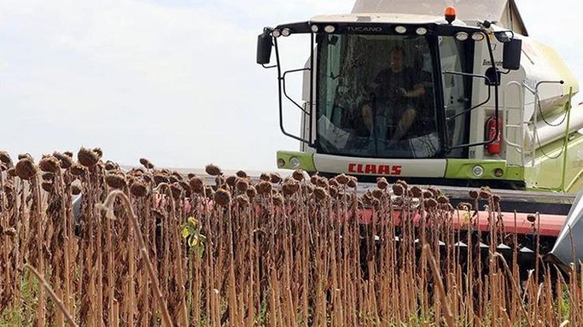 Kars’ta alternatif ürün olarak yetiştirildi! İlk hasadı yapıldı: Yeni gelir kapısı oldu