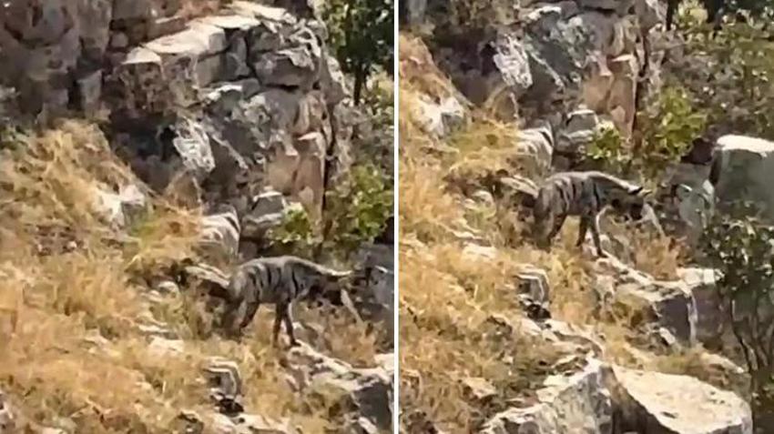 Batman'da çizgili sırtlan görüntülendi! Nesli tehlke altında