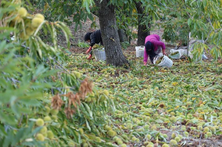 Aydın dağlarında dev hasat sona erdi! AB tescilli lezzette 50 bin tonluk rekor beklentisi