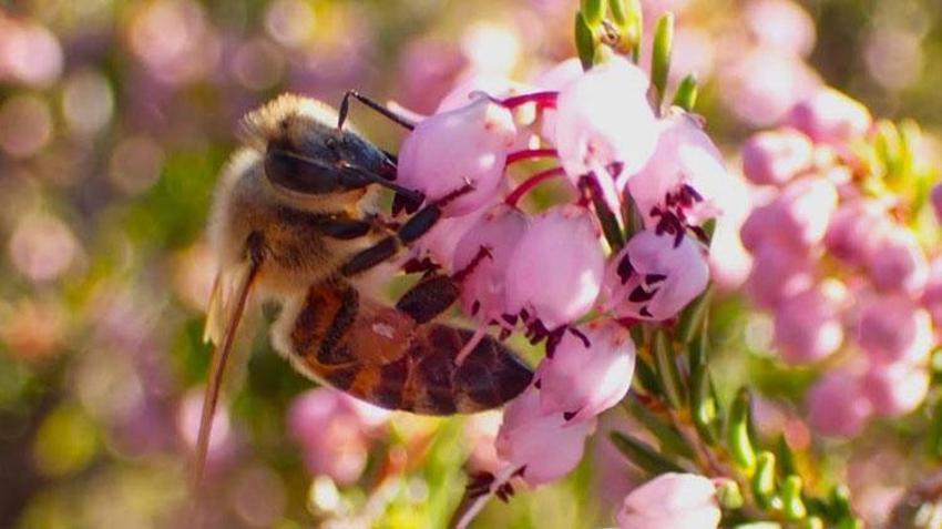 Latmos Dağları’ndaki pürenler hem arılara hem doğaya hayat veriyor! Türkiye'ye endemik bitki ürünlere eşsiz lezzet ve aroma veriyor