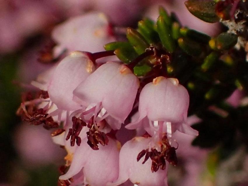 Latmos Dağları’ndaki pürenler hem arılara hem doğaya hayat veriyor! Türkiye'ye endemik bitki ürünlere eşsiz lezzet ve aroma veriyor