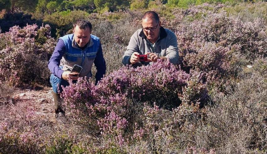 Latmos Dağları’ndaki pürenler hem arılara hem doğaya hayat veriyor! Türkiye'ye endemik bitki ürünlere eşsiz lezzet ve aroma veriyor