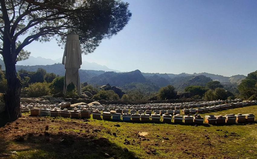Latmos Dağları’ndaki pürenler hem arılara hem doğaya hayat veriyor! Türkiye'ye endemik bitki ürünlere eşsiz lezzet ve aroma veriyor
