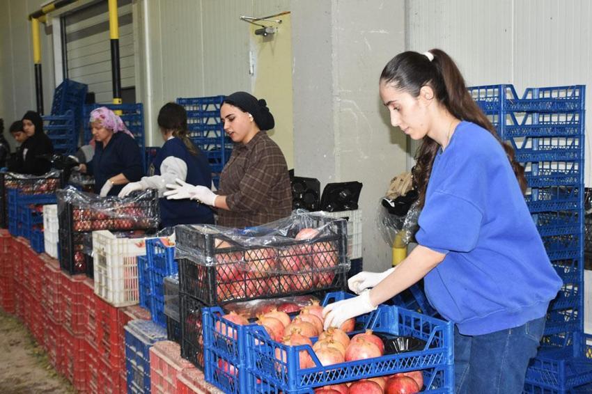 Antalya, Isparta ve Burdur'un 9 aylık yaş meyve ihracatı yüzde 53,5 arttı