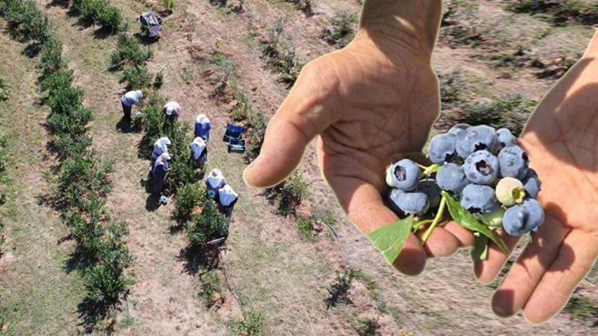Bursa'da o meyveyi diken servet kazanacak! 81 il arasından seçildi, üreticiye yeni kazanç kapısı açıldı