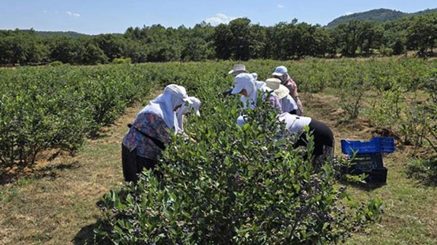 Bursa'da o meyveyi diken servet kazanacak! 81 il arasından seçildi, üreticiye yeni kazanç kapısı açıldı