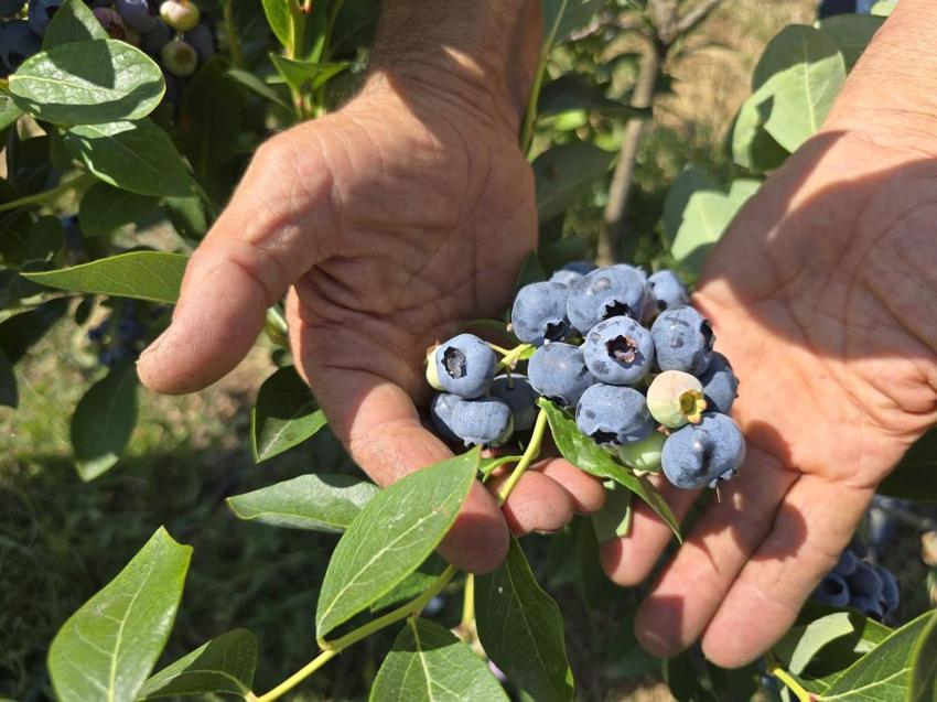 Bursa'da o meyveyi diken servet kazanacak! 81 il arasından seçildi, üreticiye yeni kazanç kapısı açıldı