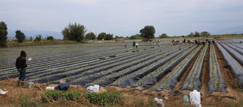 12 ay boyunca kesintisiz üretiliyor, Aydınlı üretici tarlaya indi! Kazancı yüksek ama çalıştıracak işçi bulamıyorlar