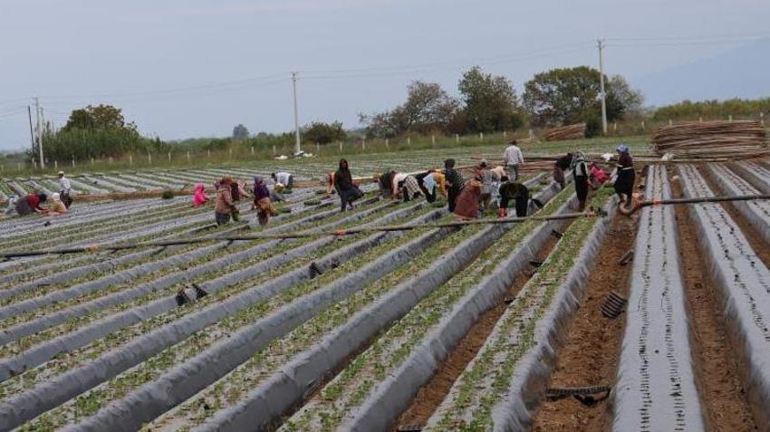 12 ay boyunca kesintisiz üretiliyor, Aydınlı üretici tarlaya indi! Kazancı yüksek ama çalıştıracak işçi bulamıyorlar