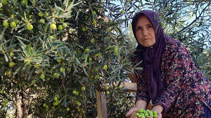 Sadece Antalya'da yetişiyor! Litresi servet değerinde: Tescilli zeytinyağında 10 bin tonluk rekor!