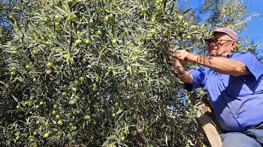 Sadece Antalya'da yetişiyor! Litresi servet değerinde: Tescilli zeytinyağında 10 bin tonluk rekor!