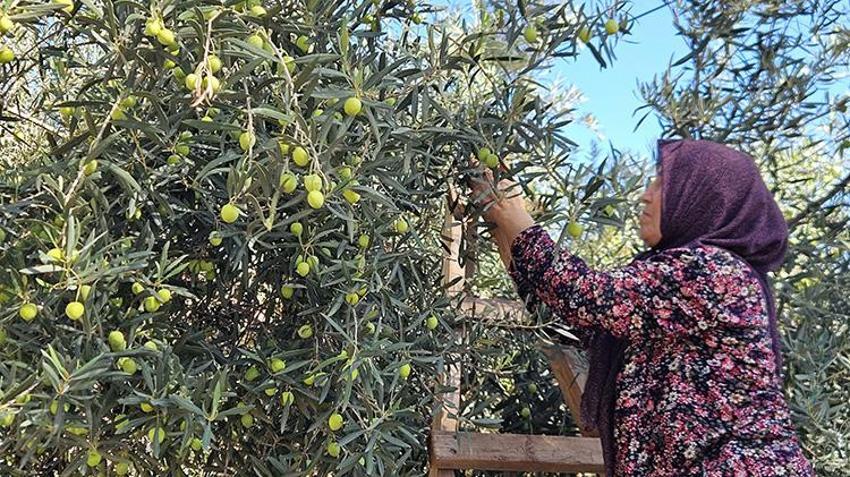 Sadece Antalya'da yetişiyor! Litresi servet değerinde: Tescilli zeytinyağında 10 bin tonluk rekor!