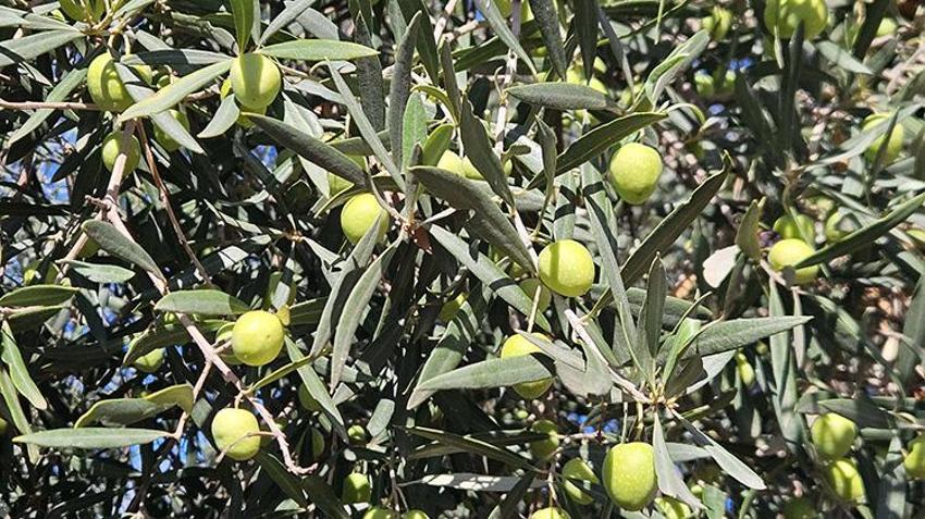 Sadece Antalya'da yetişiyor! Litresi servet değerinde: Tescilli zeytinyağında 10 bin tonluk rekor!