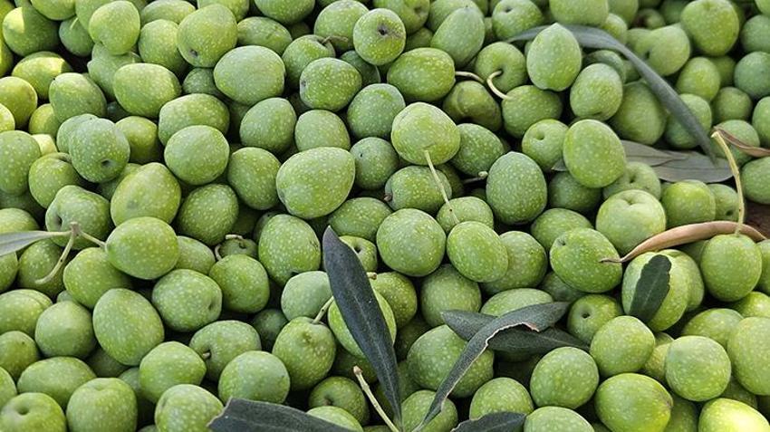 Sadece Antalya'da yetişiyor! Litresi servet değerinde: Tescilli zeytinyağında 10 bin tonluk rekor!