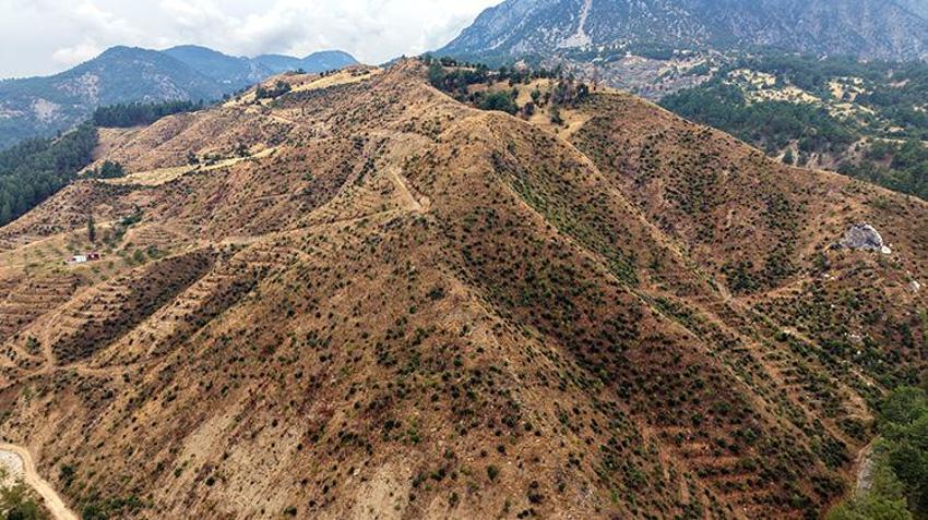 Kahramanmaraş'ta şakalaşırken 92 hektar orman yok olmuştu! Eski haline 10 yıl sonra dönecek