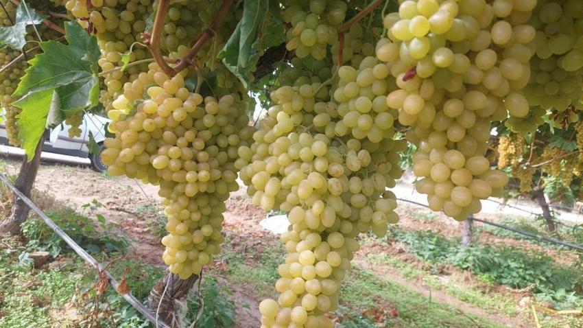 Manisa'da hasat şoku! Geçen yıl yüzde 90'ı toplanmıştı, bu yıl bağlarda kaldı