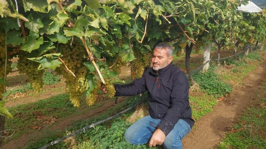 Manisa'da hasat şoku! Geçen yıl yüzde 90'ı toplanmıştı, bu yıl bağlarda kaldı
