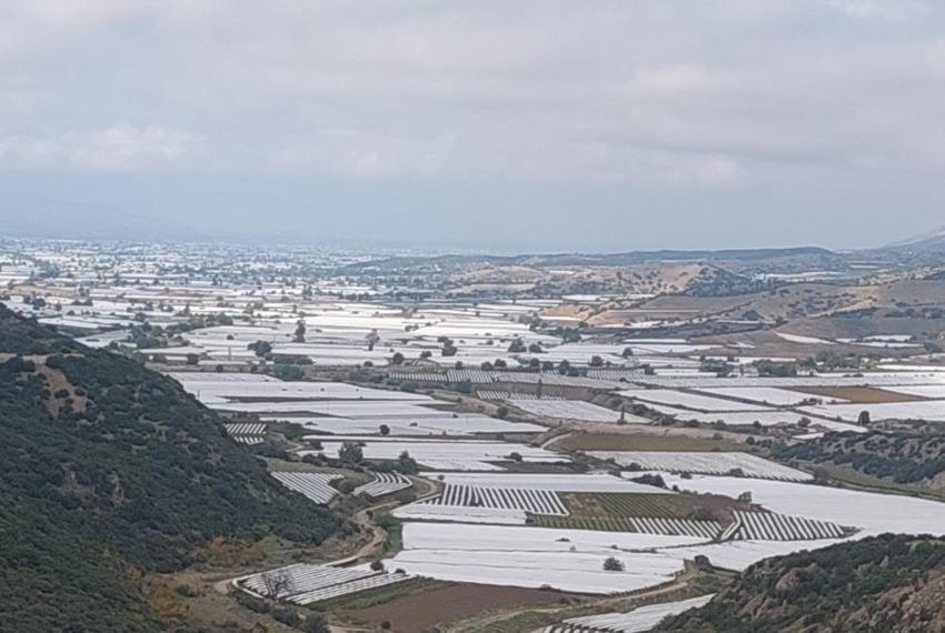 Manisa'da hasat şoku! Geçen yıl yüzde 90'ı toplanmıştı, bu yıl bağlarda kaldı