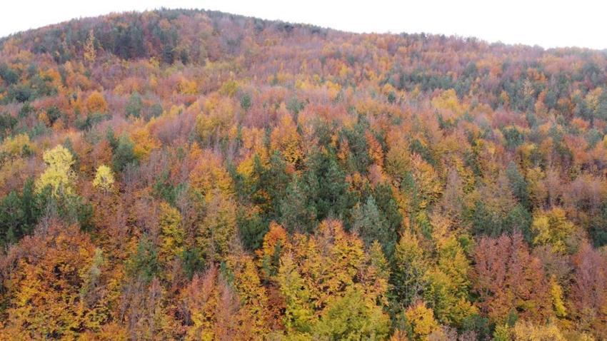 Bolu Mudurnu yolu sonbahar manzaraları: Renk cümbüşü yaşanan ormanlar havadan görüntülendi!
