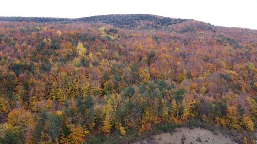 Bolu Mudurnu yolu sonbahar manzaraları: Renk cümbüşü yaşanan ormanlar havadan görüntülendi!
