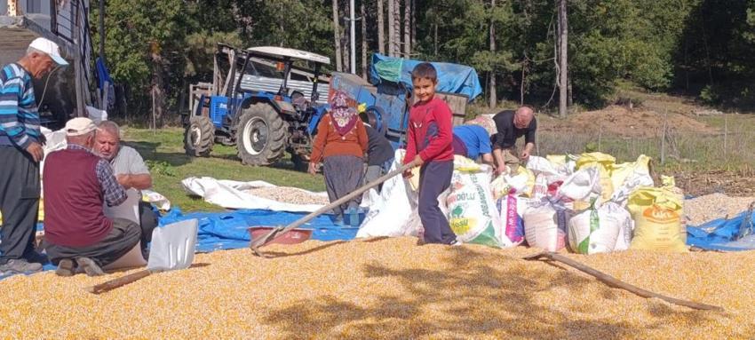 Kahramanmaraş'ta tarladan toplandı, brandaların üstüne serildi: Kış öncesi o ilçede altın sarısı mesai başladı