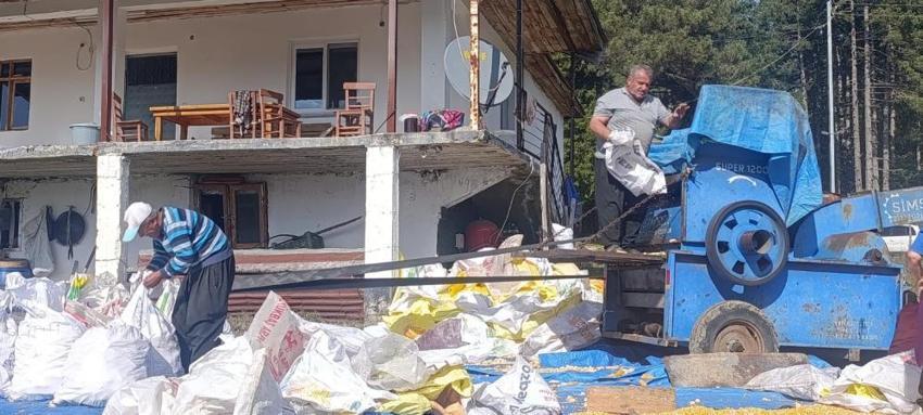 Kahramanmaraş'ta tarladan toplandı, brandaların üstüne serildi: Kış öncesi o ilçede altın sarısı mesai başladı