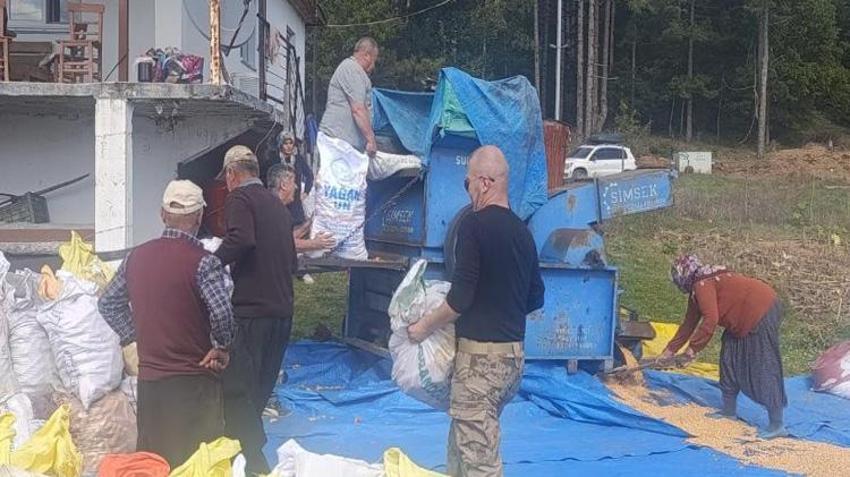 Kahramanmaraş'ta tarladan toplandı, brandaların üstüne serildi: Kış öncesi o ilçede altın sarısı mesai başladı