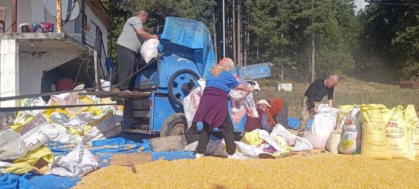Kahramanmaraş'ta tarladan toplandı, brandaların üstüne serildi: Kış öncesi o ilçede altın sarısı mesai başladı