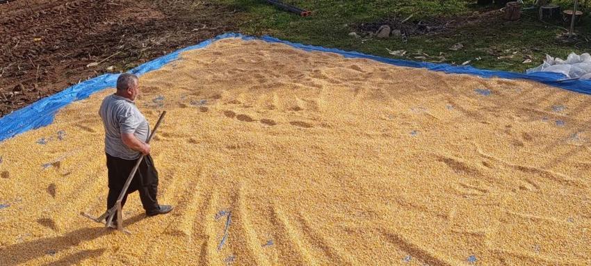 Kahramanmaraş'ta tarladan toplandı, brandaların üstüne serildi: Kış öncesi o ilçede altın sarısı mesai başladı