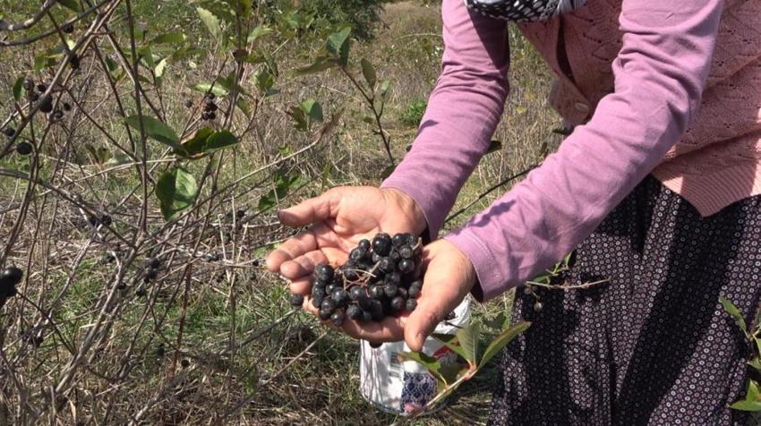 Oğlunun tavsiyesiyle başladı, yarım kilosunu 400 liraya satıyor! 'Bilen 5 kilodan aşağı almıyor'