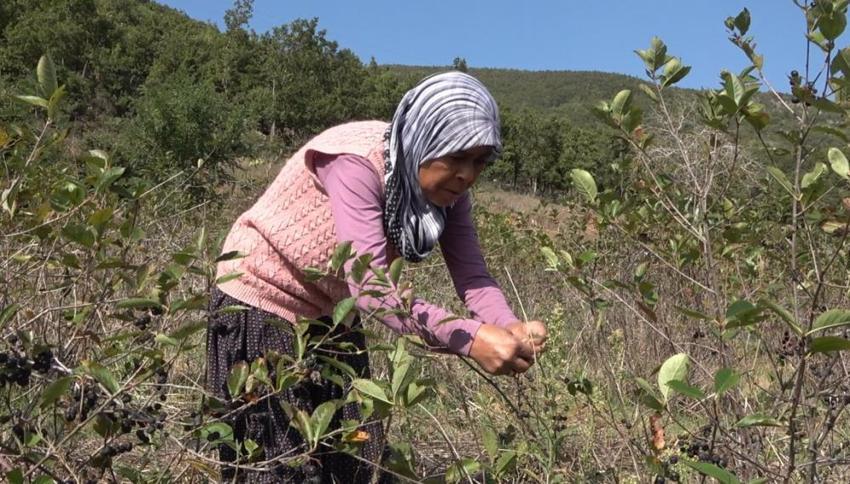 Oğlunun tavsiyesiyle başladı, yarım kilosunu 400 liraya satıyor! 'Bilen 5 kilodan aşağı almıyor'