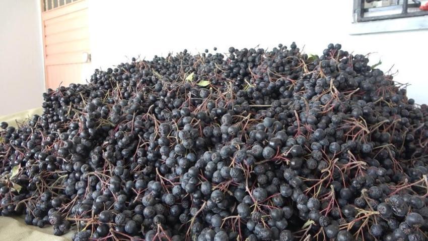 Oğlunun tavsiyesiyle başladı, yarım kilosunu 400 liraya satıyor! 'Bilen 5 kilodan aşağı almıyor'