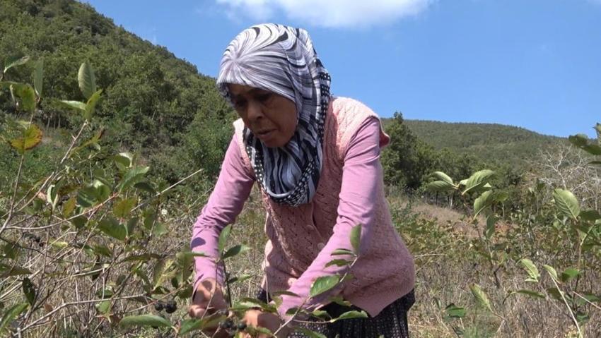 Oğlunun tavsiyesiyle başladı, yarım kilosunu 400 liraya satıyor! 'Bilen 5 kilodan aşağı almıyor'
