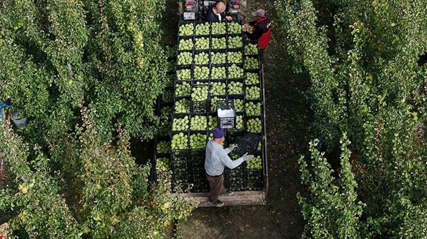 10 bin dönüm alanda yetişiyor, Türkiye'nin dört bir yanına gönderiliyor: Soğuk depolarda saklanacak