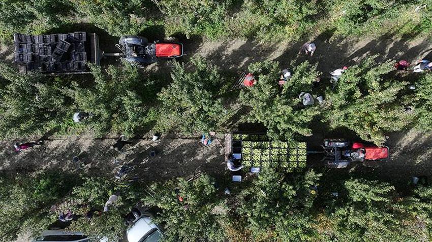 10 bin dönüm alanda yetişiyor, Türkiye'nin dört bir yanına gönderiliyor: Soğuk depolarda saklanacak