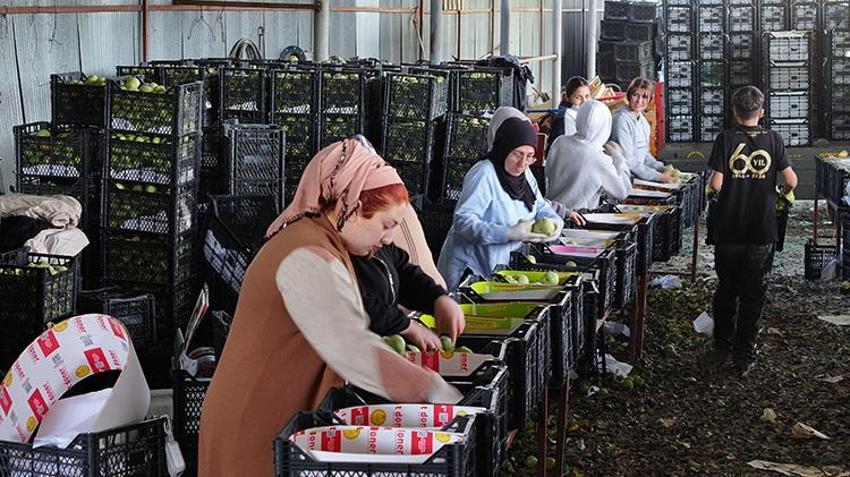 10 bin dönüm alanda yetişiyor, Türkiye'nin dört bir yanına gönderiliyor: Soğuk depolarda saklanacak