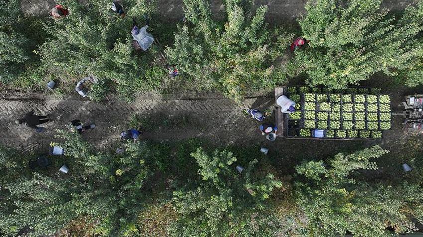 10 bin dönüm alanda yetişiyor, Türkiye'nin dört bir yanına gönderiliyor: Soğuk depolarda saklanacak