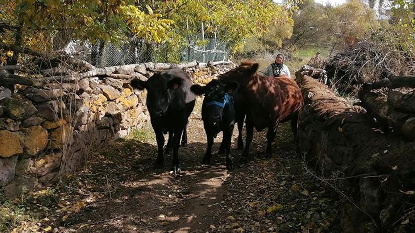 Erzurum'da devlet desteği alan kadın başardı! Sıfırdan başladı, şimdi o ilin üretim üssü oldu