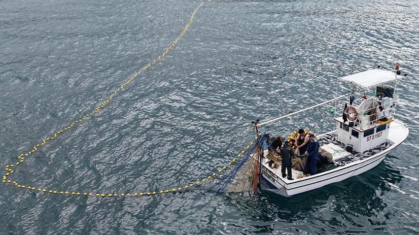 Sinop’ta 1 kiloluk dev palamutlar tezgahlarda rekor fiyata geriledi!