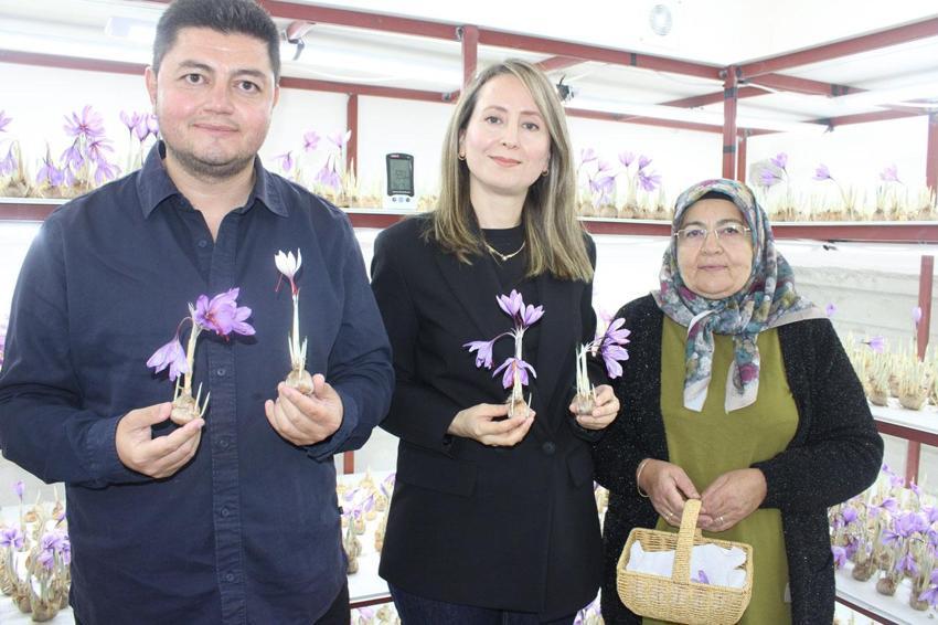 İklim şartları nedeniyle 'Kayseri'de olmaz' denilen dünyanın en pahalı bitkisi safranda ilk hasat yapıldı