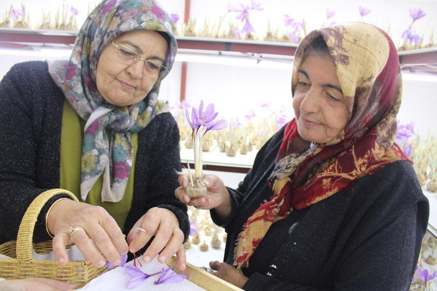 İklim şartları nedeniyle 'Kayseri'de olmaz' denilen dünyanın en pahalı bitkisi safranda ilk hasat yapıldı