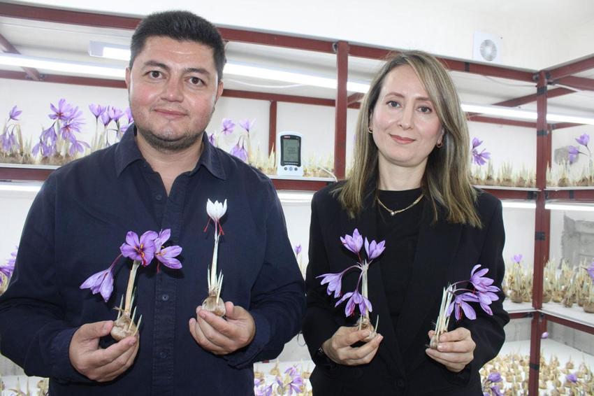 İklim şartları nedeniyle 'Kayseri'de olmaz' denilen dünyanın en pahalı bitkisi safranda ilk hasat yapıldı