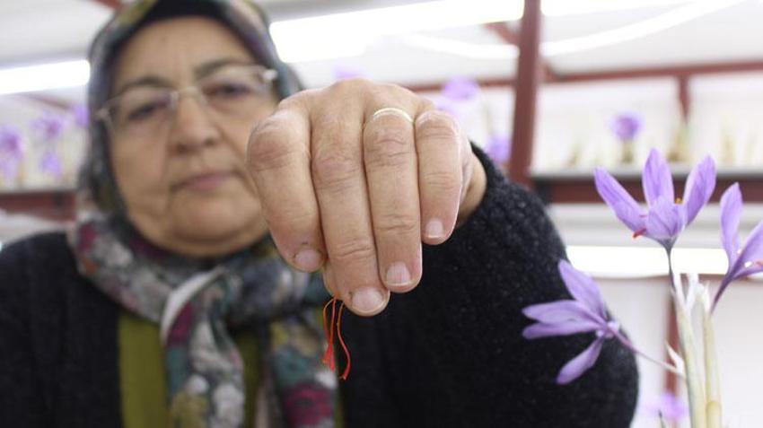 İklim şartları nedeniyle 'Kayseri'de olmaz' denilen dünyanın en pahalı bitkisi safranda ilk hasat yapıldı