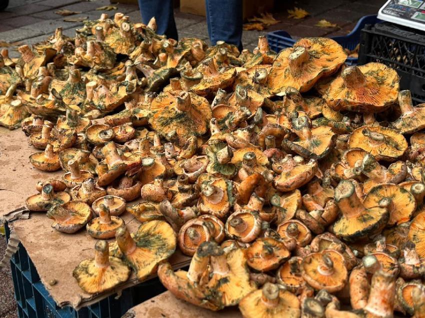 Tavşanlı'da melki mantarı fiyatı 500 liradan 400 liraya düştü!