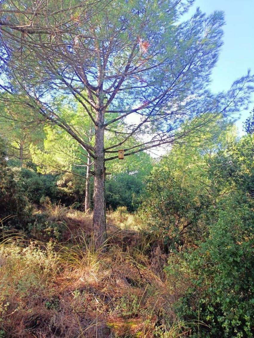 Sarıgöl ormanlarında 120 kuş yuvası asıldı, kuruyan ağaçlar yeşerdi!