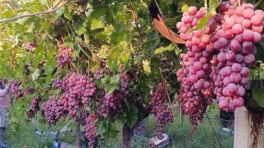Denizli'de dededen kalma yöntemle yetiştiriliyor! Yoğun talep var