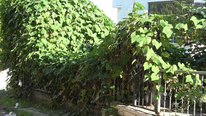 Meksika, Japonya, ABD'den Samsun'a! Emekli öğretmen bavulunda getirdi, servet çıktı