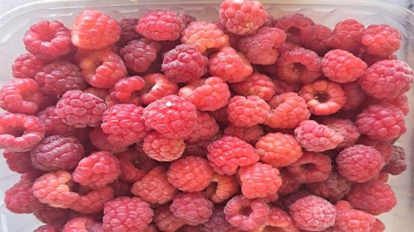 Patates üretimini bıraktı, tarlasını herkese açtı! Ektiği ürünü toplamak için akın akın geliyorlar