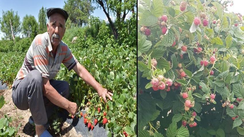 Patates üretimini bıraktı, tarlasını herkese açtı! Ektiği ürünü toplamak için akın akın geliyorlar