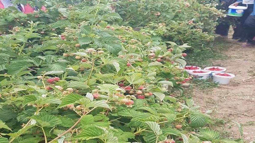 Patates üretimini bıraktı, tarlasını herkese açtı! Ektiği ürünü toplamak için akın akın geliyorlar
